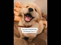 You are the reason they're so happy #dog #doglover #dogowner #dogmom #goldenretriever