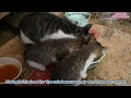 family Stray cats
