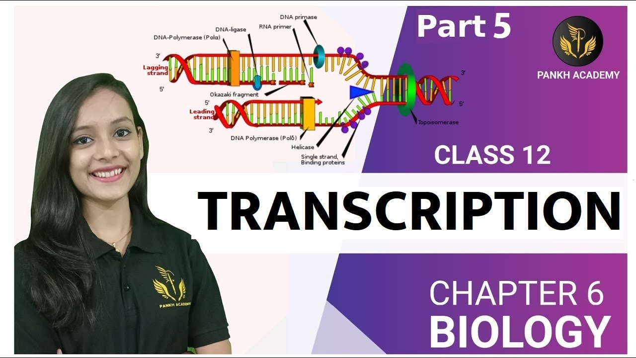 TRANSCRIPTION | Molecular Basis of Inheritance Class 12 CBSE Biology ...
