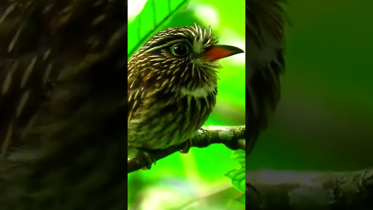 White-chested Puffbird (Malacoptila fusca)🐦🦜🕊️🎵❤️ l Birdsgraphy