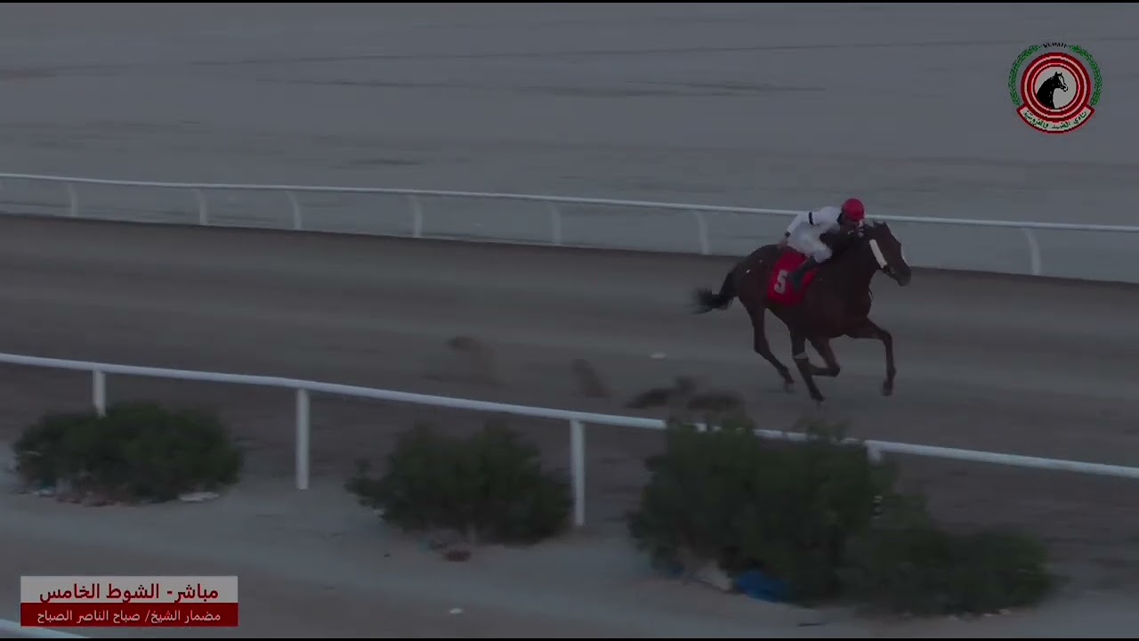 الأجتماع (12) الشوط (5) المركز الأول الجواد هايل أسطبل القويعان