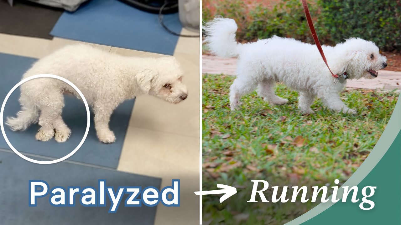 Darwin Runs Again after IVDD!