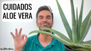 Aloe vera care in the garden or pot: location, irrigation, manure, uses