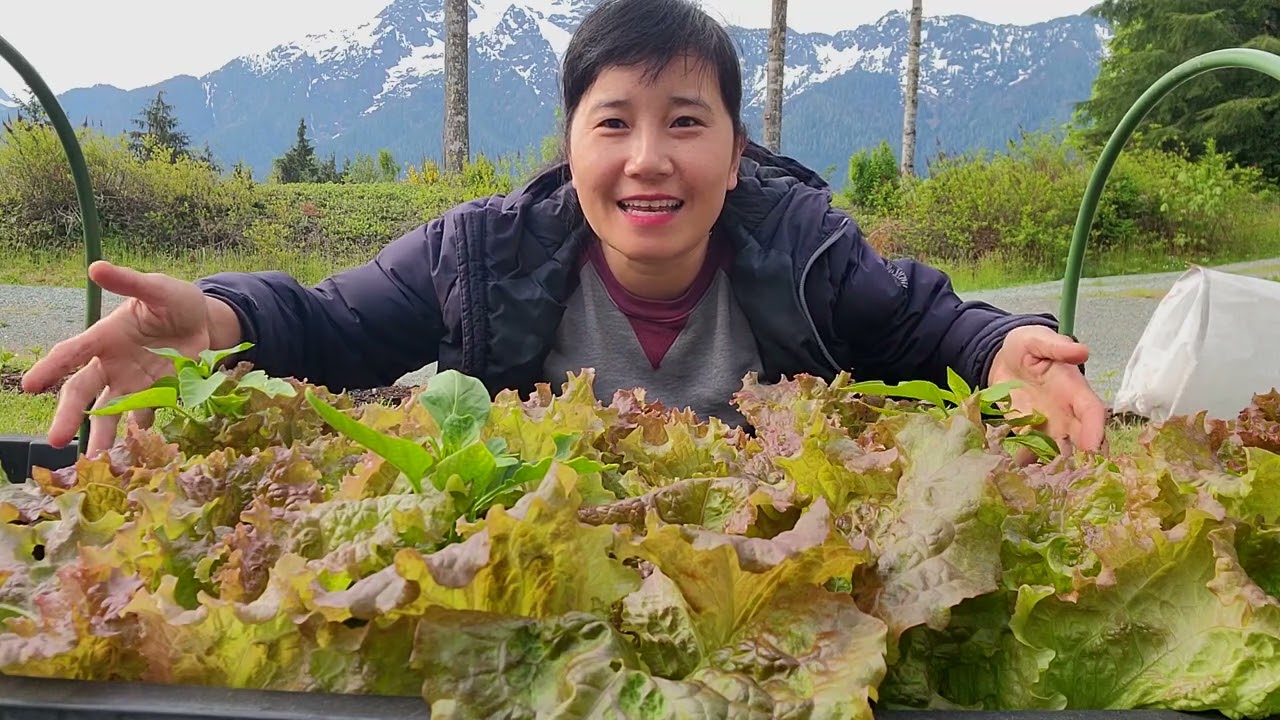 СБОР КРАСНОГО САЛАТА, ПУРПУРНОЙ АСПАЛЬМЫ, ЗЕЛЕНОЙ АСПАЛЬМЫ, БАЗИЛИКА