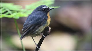 Snowy-browed Flycatcher | Burung Sikatan Bodoh | Birding Indonesia