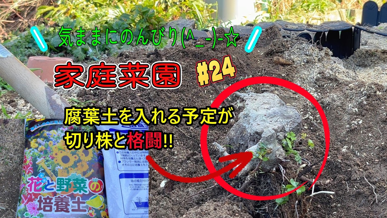 小松菜の種をまく予定がまさかの展開・・・切り株と格闘。家庭菜園24