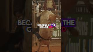 Do Bulls Really Get Angry When They See Red?#shorts