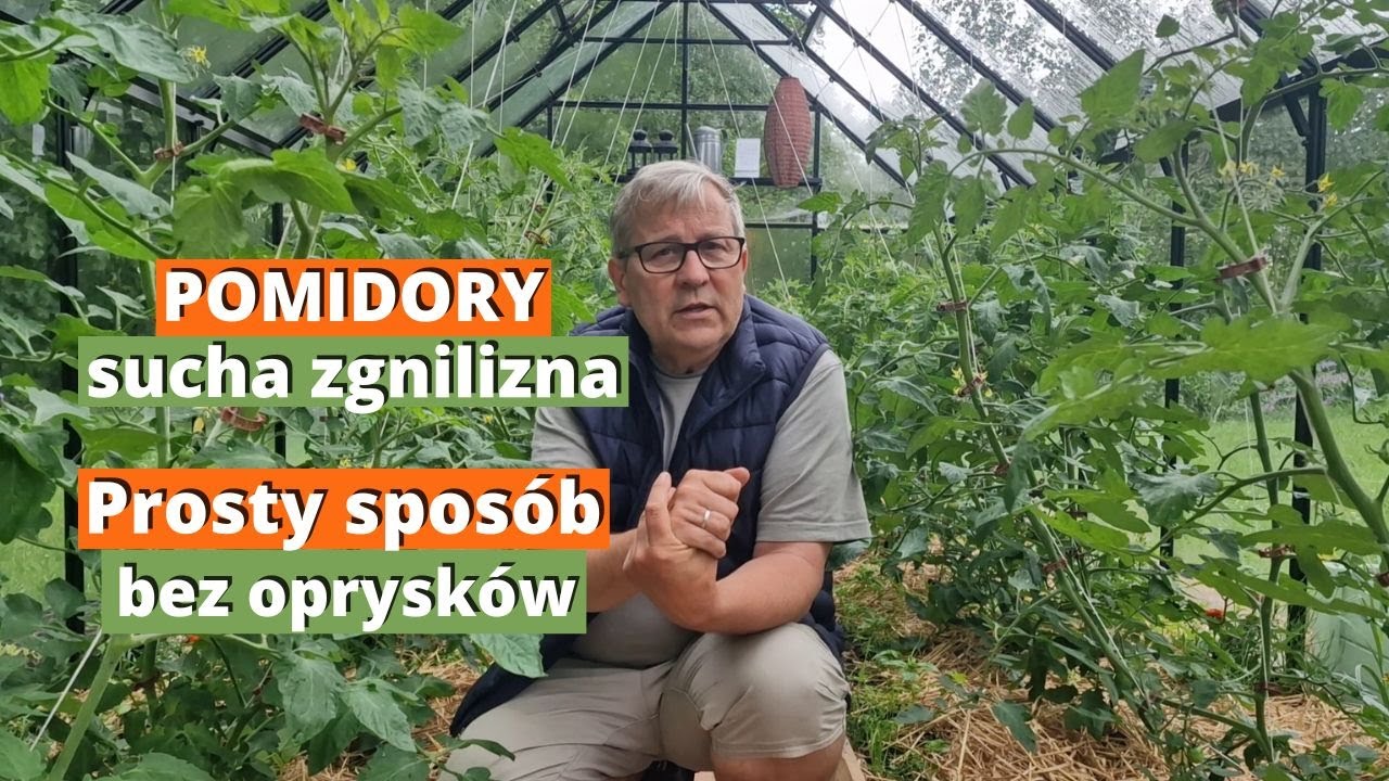 Sucha zgnilizna wierzchołkowa pomidorów. Jak radzić z nią bez zbędnych oprysków.