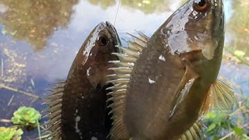 Câu ca trê vang ca rô mê trong rưng U Minh Thương tâp7