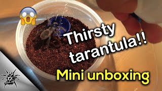 Pterinopelma sazimai unboxing #2!! This tarantula is very thirsty