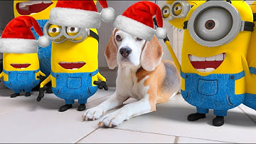 Funny Dogs vs Minion in REAL LIFE Animation Christmas Compilation! Must see! #10