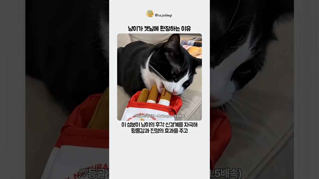 냥이가 캣닢에 환장하는 이유