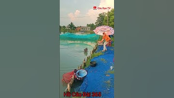 câu cá chép @Câu Dạo Tv  #shorts #câu_đài