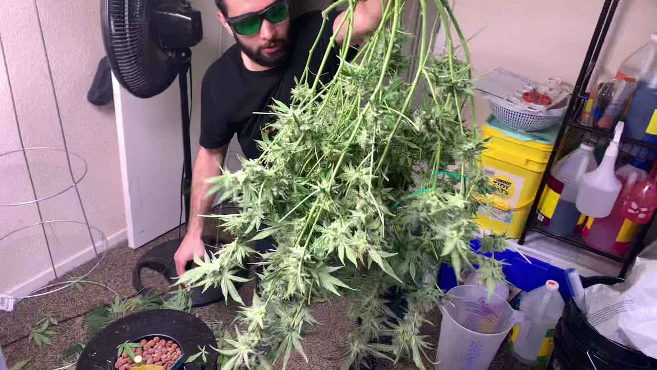 Harvesting Purple Punch Part 4