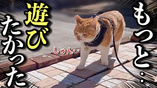 まだ外で遊びたいのに空気を読んでションボリ家に帰る猫YouTuber兼ワーママの1日ルーティン