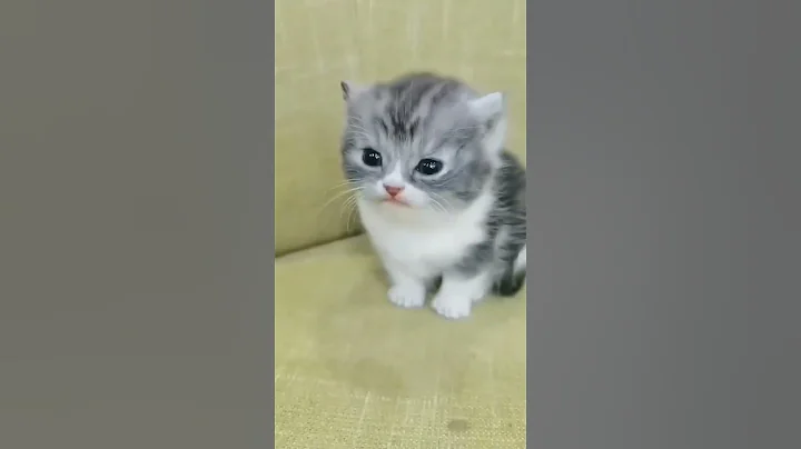 Video 1436931: munchkin baby kitten talks, cute munchkin baby kitten