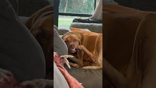 Hungarian Vizsla Hilariously Bites His Paws  1499377