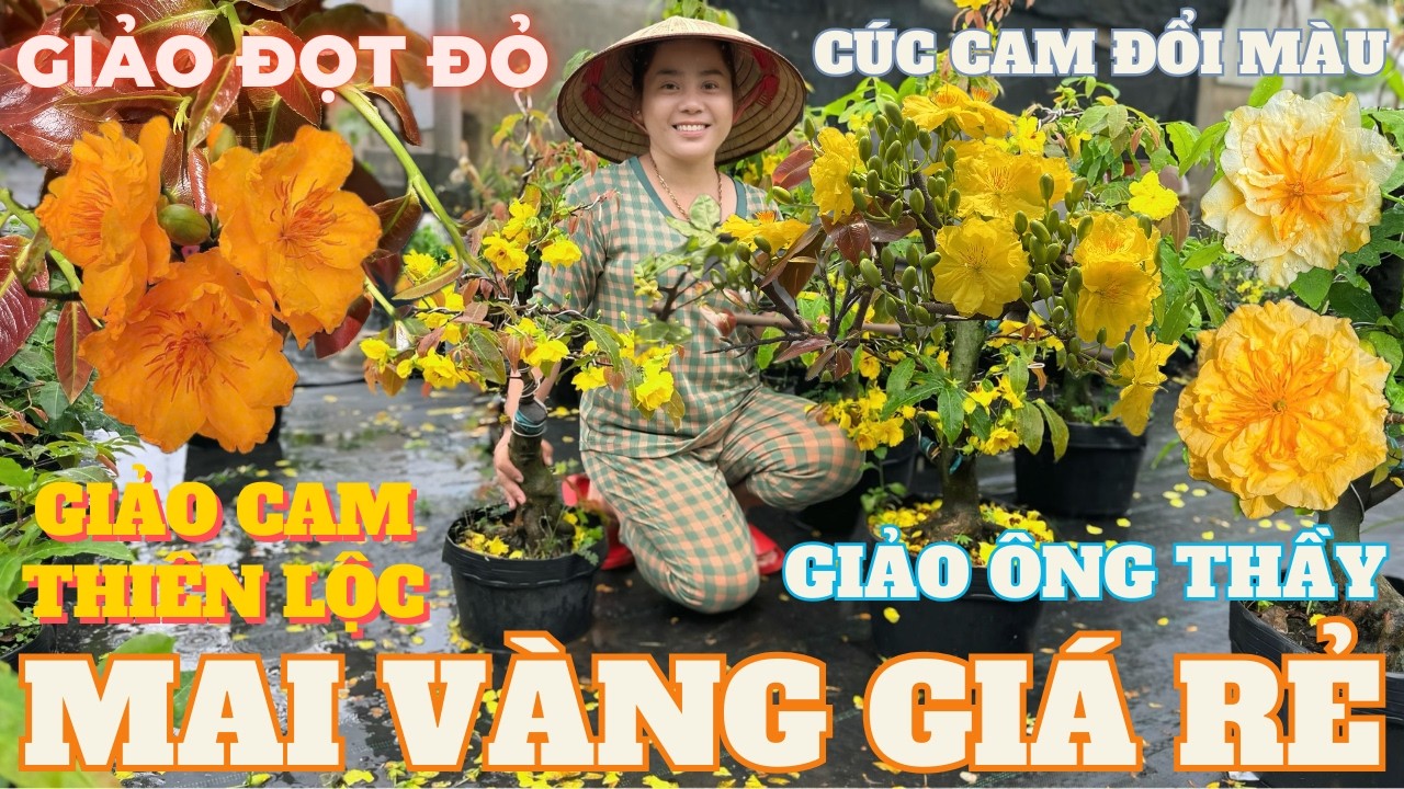 01-03 CHỊ NGỌC HÂN Giao Lưu Mai Vàng Giá Rẻ, Giảo Cam Thiên Lộc, Giảo Ông Thầy... • THÀNH TRỌNG LÊ