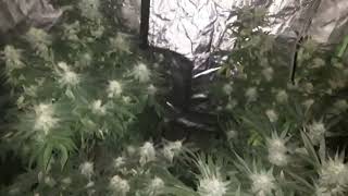Indoor cannabis grow.. it's to simple for me..need a challenge..