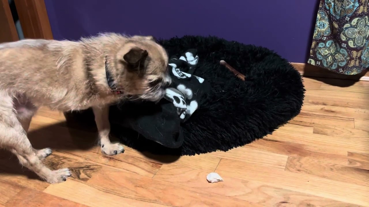 Gaspode and the chicken