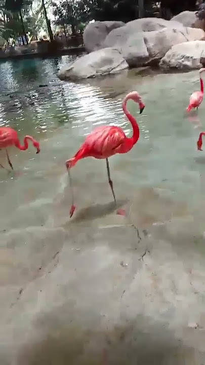 525686625 30742960708651750 3388707494289163387 n #mango