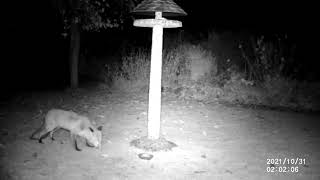 Wildtierkamera Im Garten Erste Nacht, Ein Fuchs