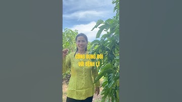 Tiểu đường xương khớp huyết áp uống nước cốt nhàu phong thảo #songkhoemoingay #nuoccotnhauphongthao