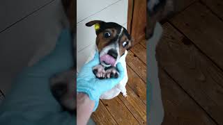 Тбилиси 🇬🇪 Сакартвело 💌 Грузия Приют Тамаза Элизбарашвили 🐕💌🍀🙏