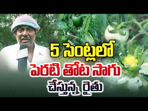 Farmer Success Story|Cultivating Backyard Garden for 5 Cents|5సెంట్లలో పెరటి తోట సాగు చేస్తున్న రైతు - 10TVNEWSTELUGU