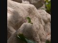 200906 aruba iguanas 0003