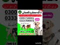Khoji Dog Center Faisalabad Chiniot Toba Tek Singh Shorkot Jhang Narowal Sialkot Wazirabad Gujrat