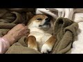 ぐちゃぐちゃの布団に包まれて爆睡 柴犬ゆき Shiba inu, Yuki