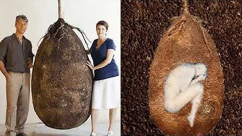 How Tree Pod Burials Work: A Legacy That Grows