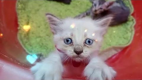 Video 10650051: persian cat grey kitten, cat kitten adorable persian, persian cat kitten cute, persian kitten growing