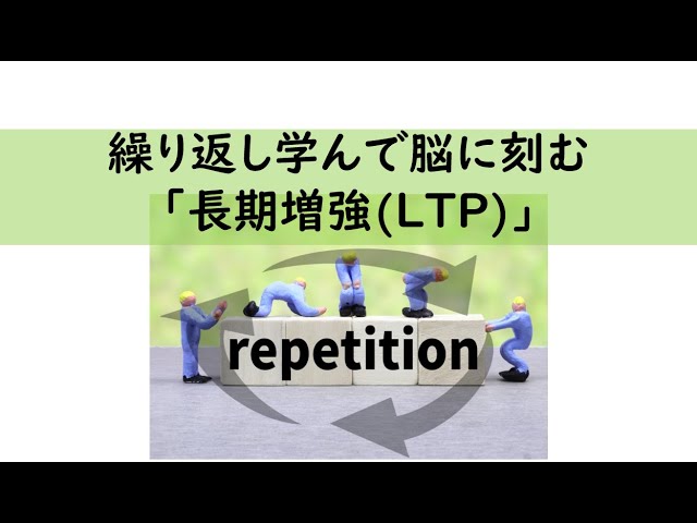 教育コラム＜動画編＞96   今回のテーマは、【繰り返し学んで脳に刻む「長期増強(LTP)」】です。様々な行動と反応が繰り返されるうちに、脳の複雑な構造ができあがります。