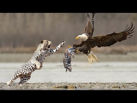 Extreme fight Leopard vs Eagle to save her baby, Wild Animals Attack