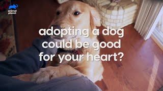 Adopting a dog could be your heart's best friend
