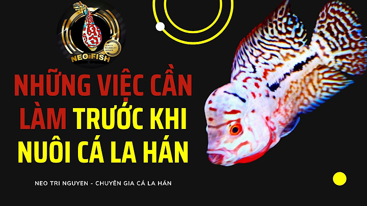 Cá la han nuôi phong thủy như thế nào