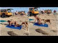 When Animals Go On A Rampage And Caught On Camera | Insane Animal Fails