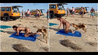 When Animals Go On A Rampage And Caught On Camera | Insane Animal Fails