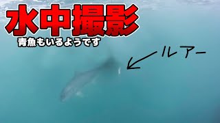 ヒラスズキを狙っていたら知らない間に青魚がルアーを追尾していました。