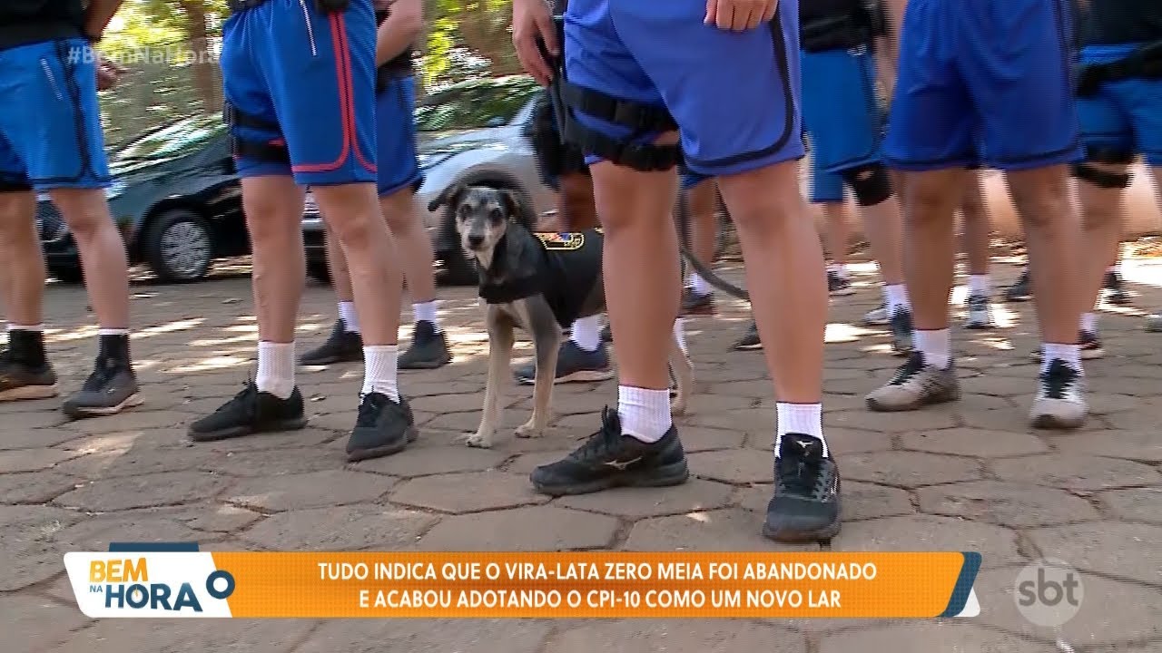 O vira-lata '06' virou o mascote do Batalhão de Ações Especiais da Polícia em Araçatuba