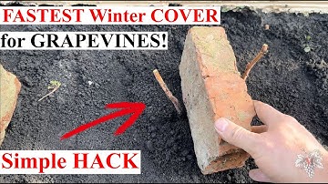 Dit is de SNELSTE winterbedekkingsmethode voor druivenranken! Simpele TRUC