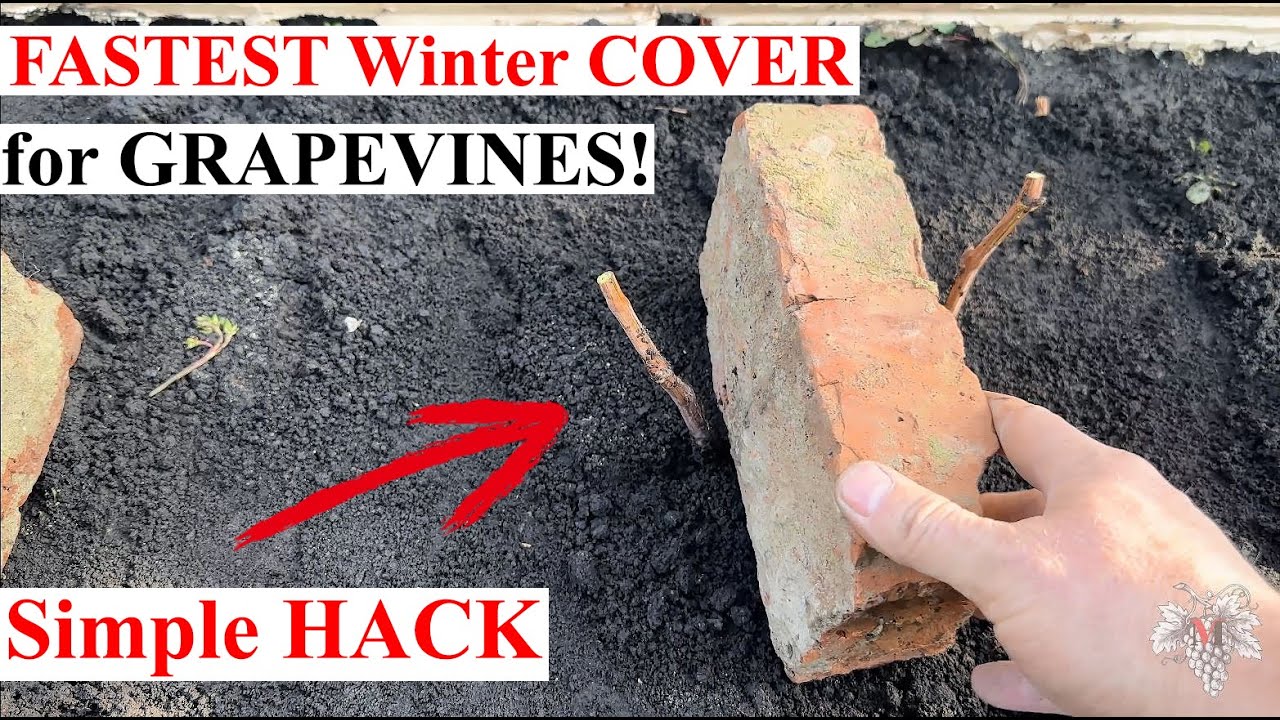 Это самый быстрый способ укрытия винограда на зиму! Простой ЛАЙФХАК