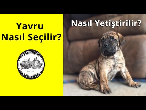 Video: İyi Bir Spitz Yavrusu Nasıl Seçilir