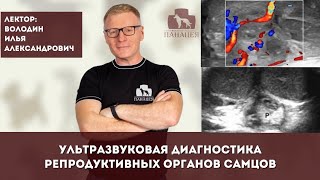 картинка: Ультразвуковая диагностика репродуктивных органов самцов