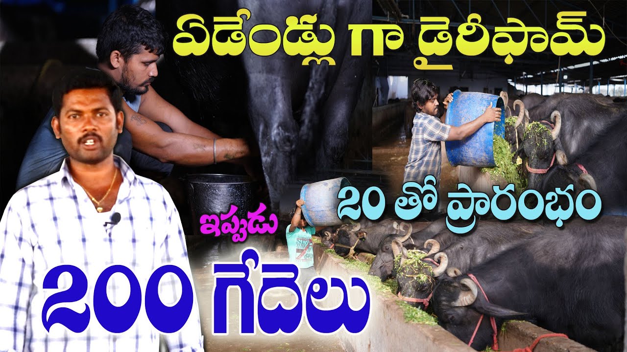 ఏడేండ్లు గా డైరీఫామ్..20 తో మొదలు ఇప్పుడు 200 గేదెలు/valleswara reddy dairy farm