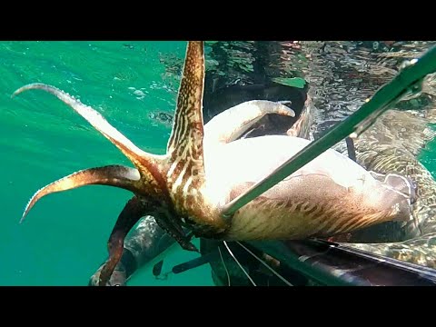 Video: Kako Ići Na Podvodni Ribolov
