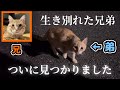 【子猫保護】行方不明だった子猫が見つかりました