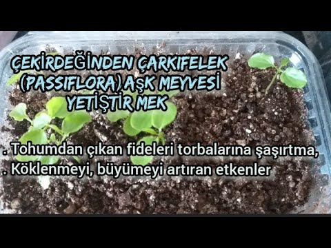 Video: Tıpta ve çevre düzenlemesinde mor söğüt